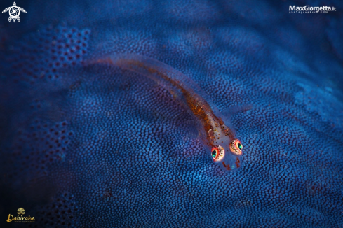 A sea star goby