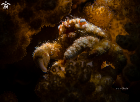 A Cymo quadrilobatus | Blue eyed coral crab