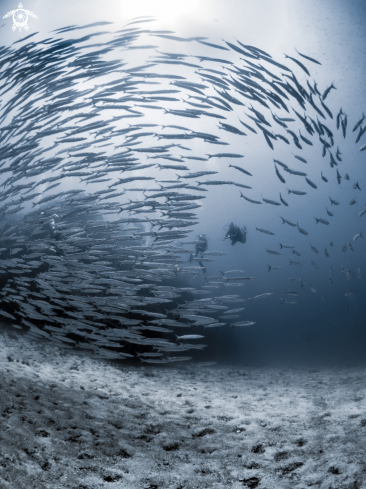 A Chevron Barracuda