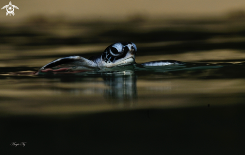 A Green turtle | Green turtle