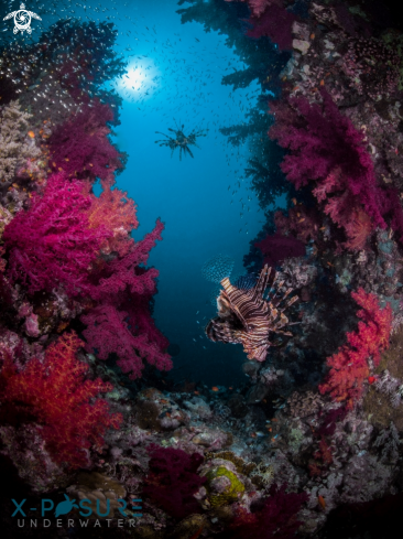 A Pterois miles | Lionfish