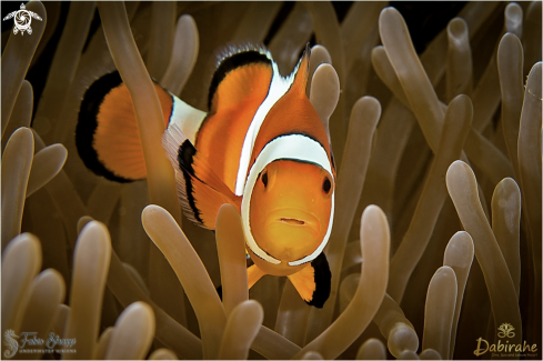 A Anemonefish