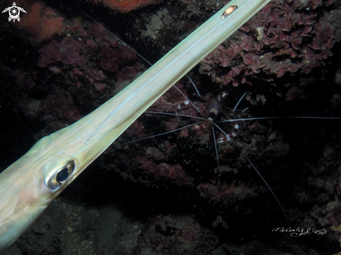 A pipe fish