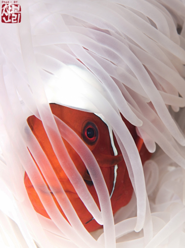 A anemonefish