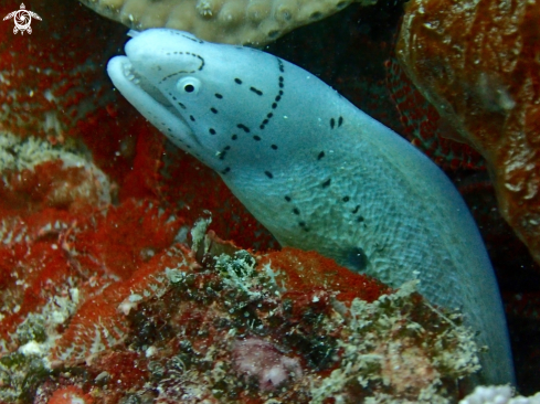 A Geometric moray