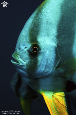 A SpadeFish