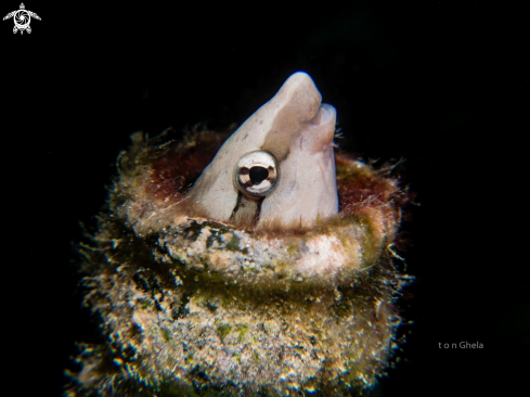 A Melacanthus smithi | White fanged Blenny