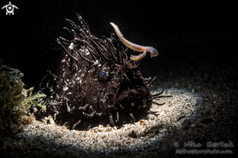 A  Black Hairy Frogfish