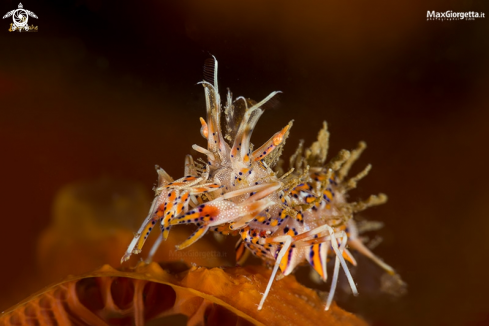 A tiger shrimp