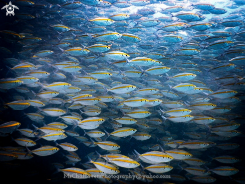 A yellow snapper