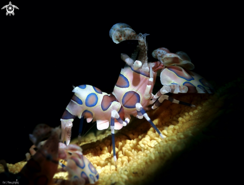 A harlequin shrimp