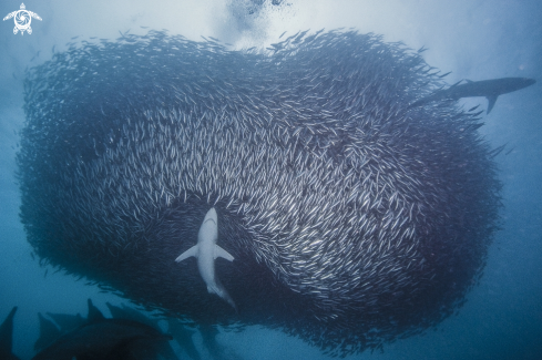 A Sardine Run