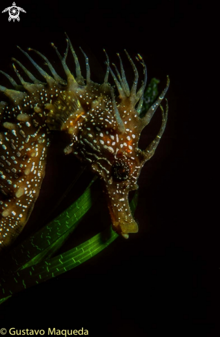 A Hippocampus ramulosus | Caballito de mar