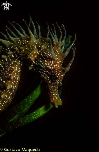 A Caballito de mar