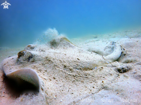 A Blue spoted stingray