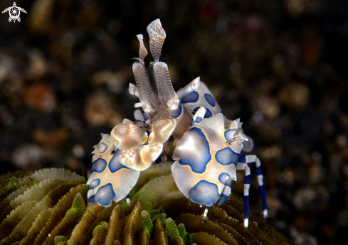 A Arlequin shrimp | Arlequin shrimp