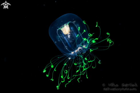 A Jellyfish