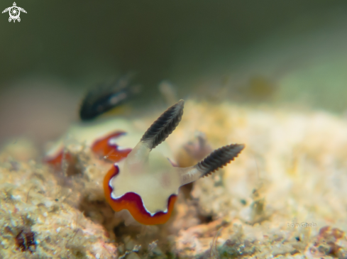A Goniobranchus fedelis | Nudibranch