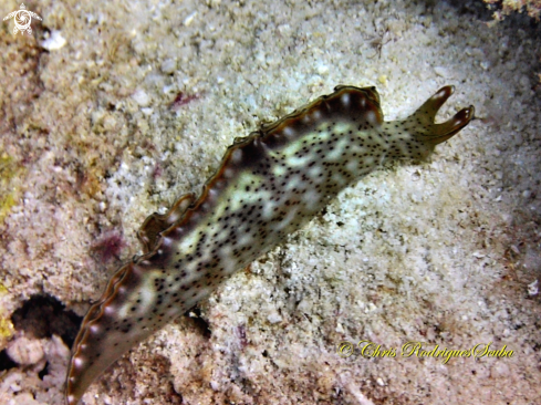 A Ornate elysia or Ornate leaf slug