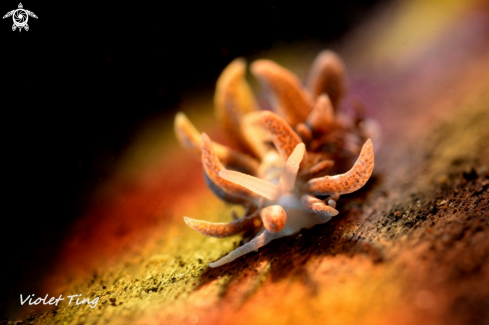 A Nudibranch