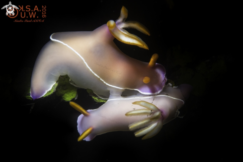 Nudibranches