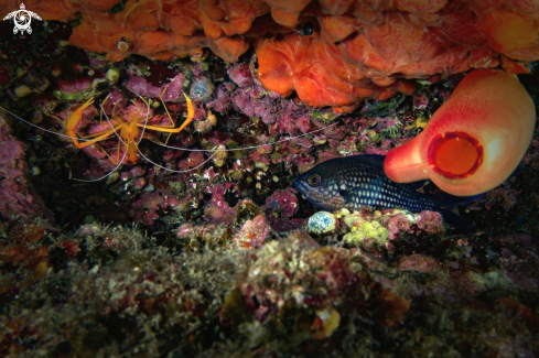 A Stenopus spinosus, Chromis chromis,