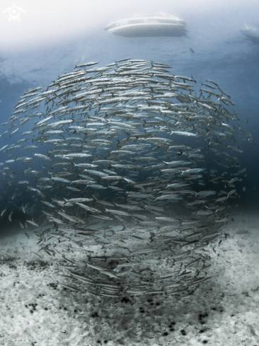 A Chevron Barracuda