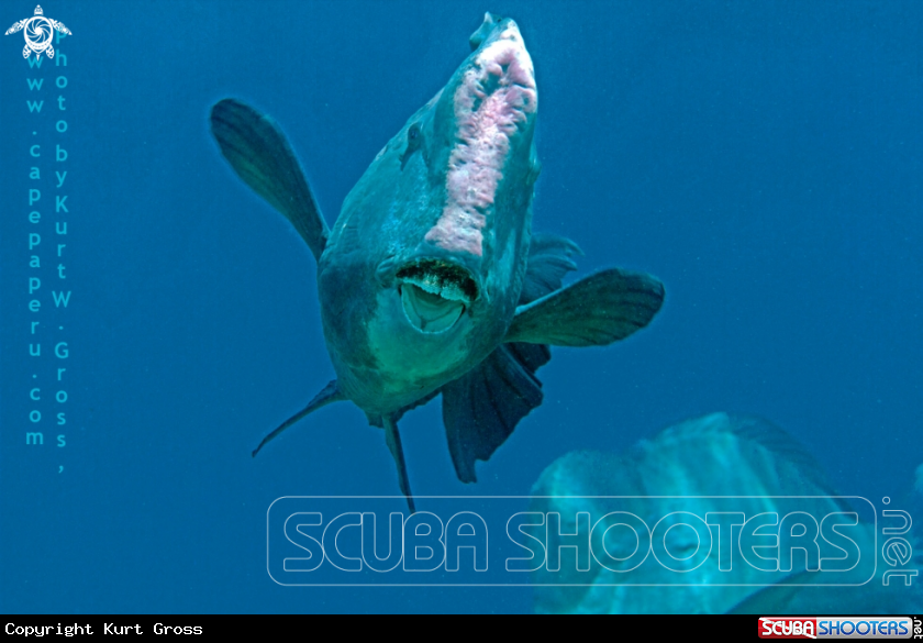 A Pumphead Parrotfish