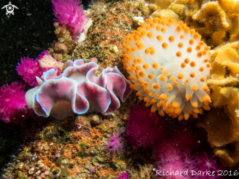 A Leminda millecra & Bonisa nakuza | Frilled And Gasflame Nudibranch