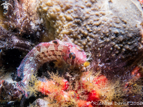 A Speckled klipfish