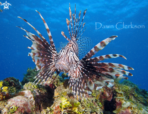 A Red Lionfish