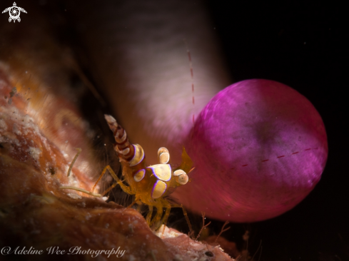 A Squat anemone shrimp / Pink-tipped anemone
