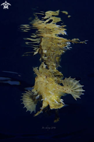 A Histrio Histrio | Sargassum frogfish 