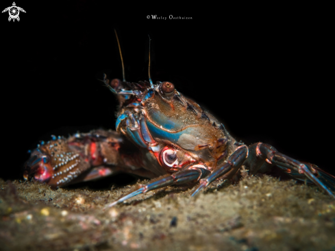 A Charybdis sp.  | Swimming Crab