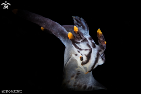 A Pikachu nudibranch