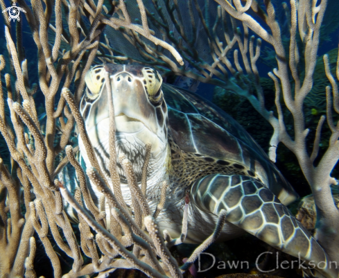 A Chelonia mydas | Green Turtle