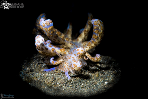 Solar Power Nudibranch