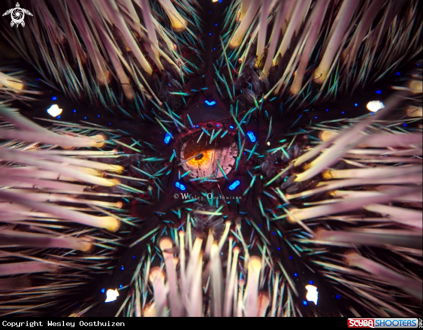 A Sea Urchin