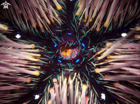 A Astropyga sp. | Sea Urchin