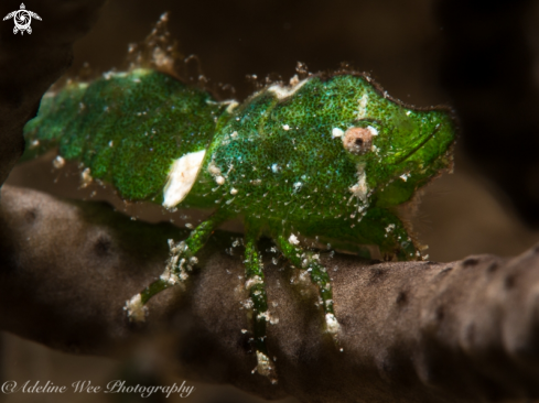 A Roughback shrimp