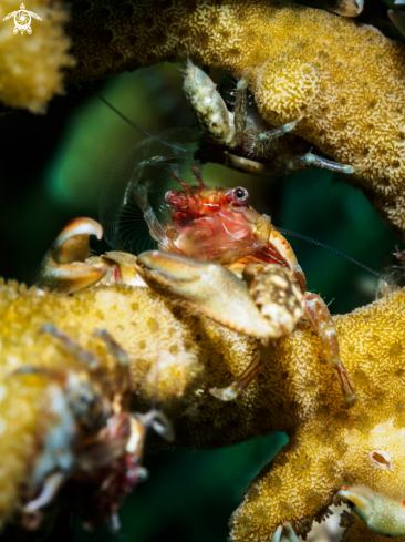 A Porcelain Crab