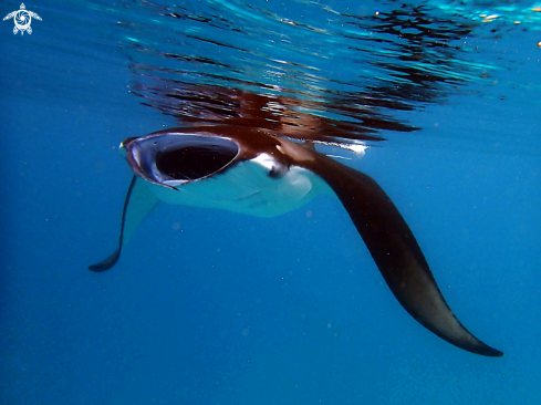 A Manta alfredi | Reef manta ray