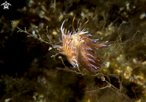 A Cratera peregrina bianca