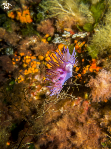 A Flabellina affinis