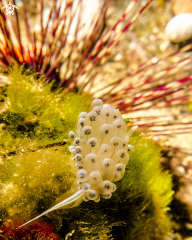 A Nudibranco