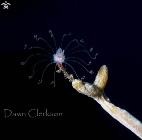 A Ralpharia sp | Solitary Hydroid