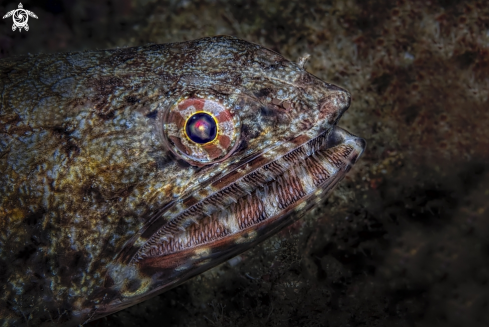 A The Gracile lizardfish 