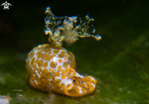 A Haminoea.sp | Bubble shell Sea slug