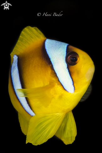 A Anemonefish