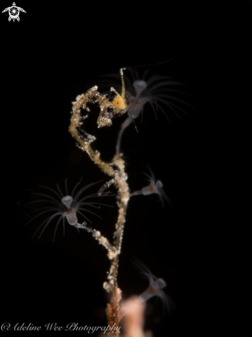 A Skeleton shrimp